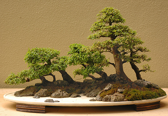 Zelkova